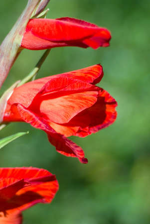  Flower a gladiolus . Shallow depth-of-field. の写真素材