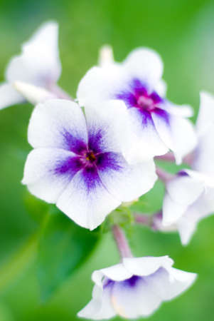 Closeup shot of Petunia flower 
の写真素材