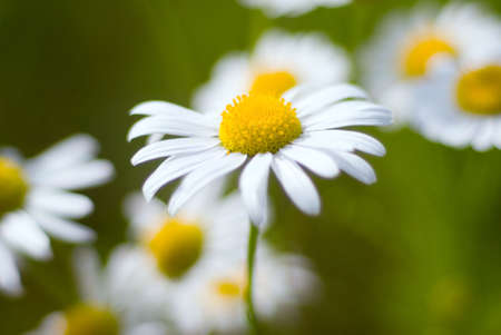 beautiful chamomiles.Shallow depth-of-field. の写真素材