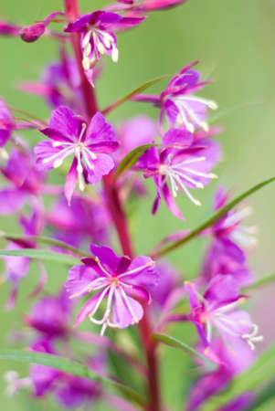 Fireweed .Shallow depth-of-field.blooming sally (Epilobium angustifolium); の写真素材