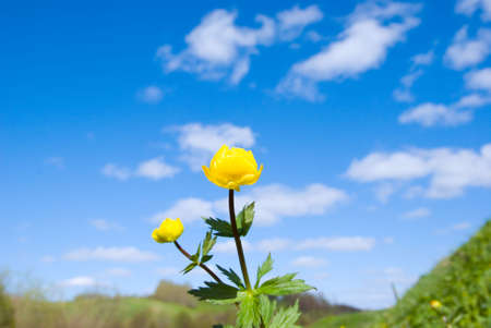 Beautiful Green Meadow with white clouds,focus set in foregroundの写真素材