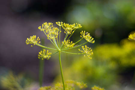 Flower of the dill .close up.Shallow depth-of-fieldの写真素材