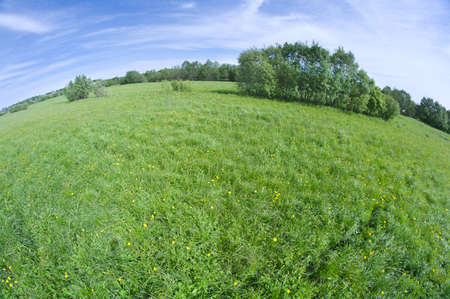Scenic picture of a meadow full of dandelions の写真素材