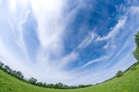 Scenic picture of a meadow full of dandelions の写真素材