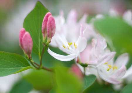 flowerses spurge flax (Daphne mezereum) trees .Closeup
Shallow depth-of-fieldの写真素材