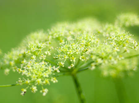 Angelica plan. Close-up  .Shallow depth-of-field. の写真素材