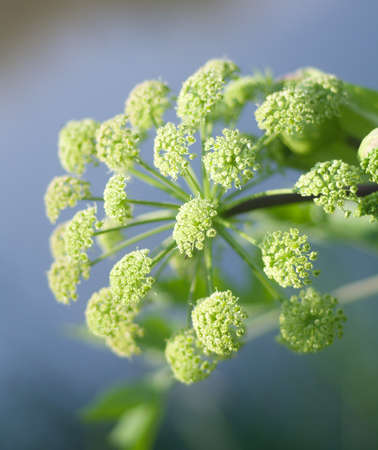 Angelica plan. Close-up  .Shallow depth-of-field. の写真素材