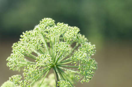 Angelica plan. Close-up  .Shallow depth-of-field. の写真素材