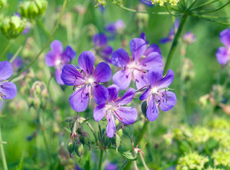  flowe pratal; pratensis .Shallow depth-of-fieldの写真素材
