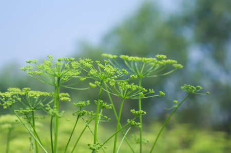 Angelica plan. Close-up  .Shallow depth-of-field. の写真素材