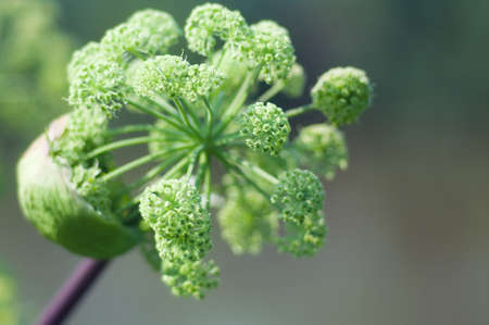 Angelica plan. Close-up  .Shallow depth-of-field. の写真素材