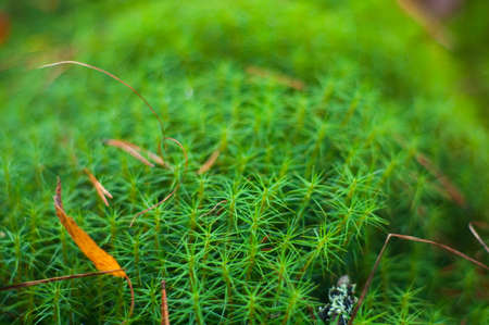 Green moss .Close-up  .Shallow depth-of-field.の写真素材