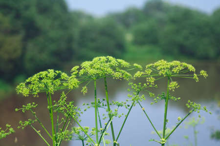Angelica plan. Close-up  .Shallow depth-of-field. 
