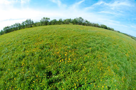 Scenic picture of a meadow full of dandelions の写真素材