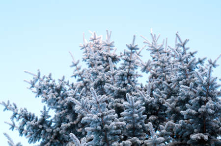 Winter frost on spruce tree  close-up .Shallow depth-of-field. の写真素材