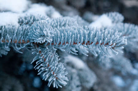 Christmas treeの写真素材