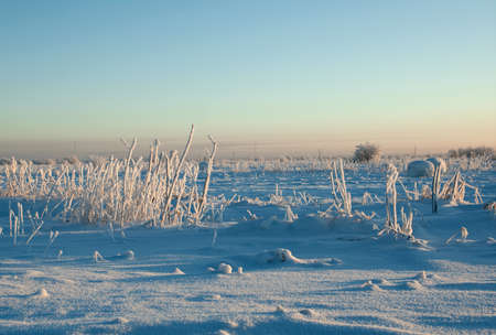 Beautiful winter forest landscape.Winter scene の写真素材