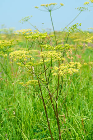 Angelica plan. Close-up  .Shallow depth-of-field. 