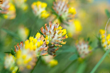 clover in the grass.Shallow depth-of-field. の写真素材