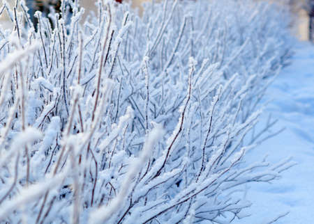 Winter landscape.Frozenned plants.Shallow depth-of-field