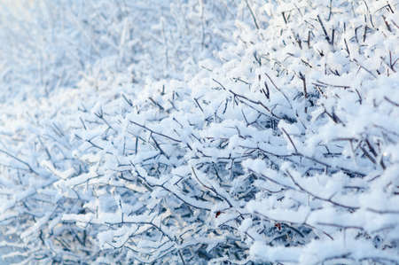 Winter landscape.Frozenned plants.Shallow depth-of-fieldの写真素材