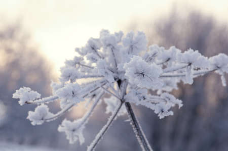 Winter landscape.Winter scene .Frozenned flowerの写真素材