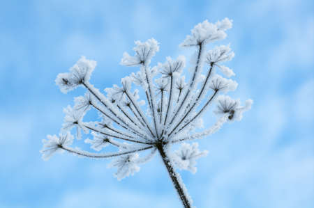 Winter landscape.Winter scene .Frozenned flowerの写真素材