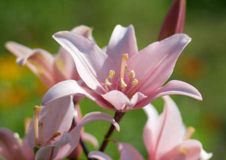 Pink lily in gardenの写真素材