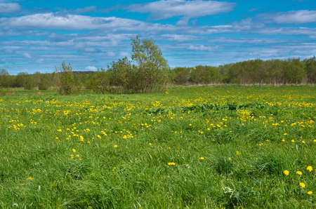 Field of dandelions,blue sky and sun. の写真素材