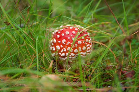 Close-upof a Amanita poisonous mushroom in nature