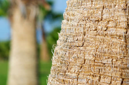  palm tree wood bark natural texture background   close-upの写真素材