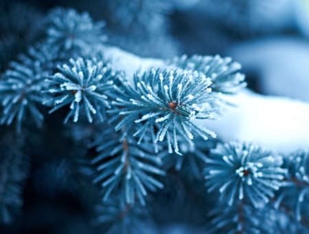 Winter frost on spruce  christmas tree  close-up .Shallow depth-of-field. の写真素材