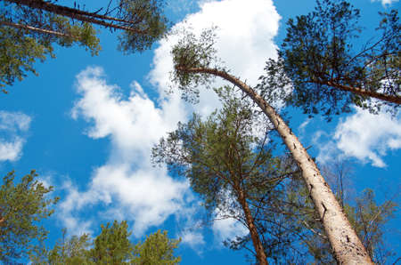 pine forest under cloudy blue sky