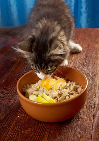 cat tries Oat porridge with  fruit, selective focusの写真素材