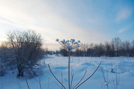 Winter landscape.Winter scene .Frozenned flowerの写真素材
