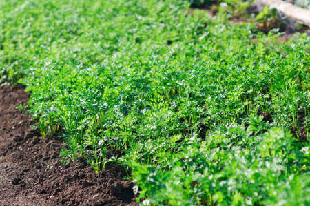 Small carrot sprouts growing.の写真素材