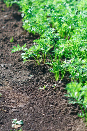 Small carrot sprouts growing.の写真素材