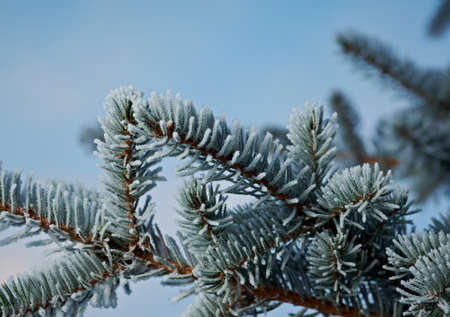 Winter frost on spruce tree  close-up .Shallow depth-of-field. の写真素材