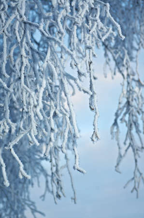 Birch trees with hoarfrost on the branches . closeupの写真素材