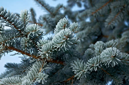 Winter frost on spruce tree  close-up