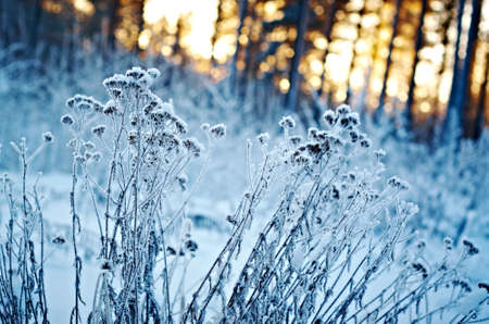 Winter landscape.Winter scene .Frozenned flowerの写真素材