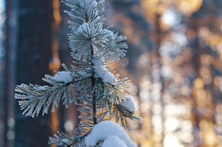winter landscape with the pine forest and sunsetの写真素材