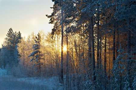 Winter scene  Frozenned flower  pine forest and sunset