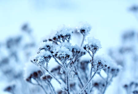 Winter landscape.Winter scene .Frozenned flowerの写真素材