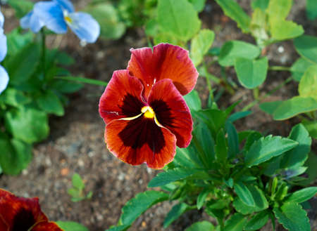 Pansy flowers . close upの写真素材