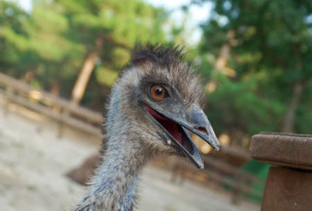 Portrait of an young emuの写真素材