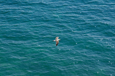 Seagull flying above the water.black Seaの写真素材