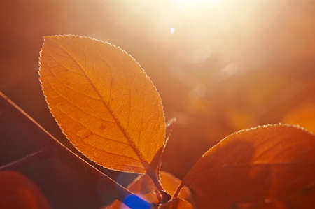 Autumn maple leaves background close up