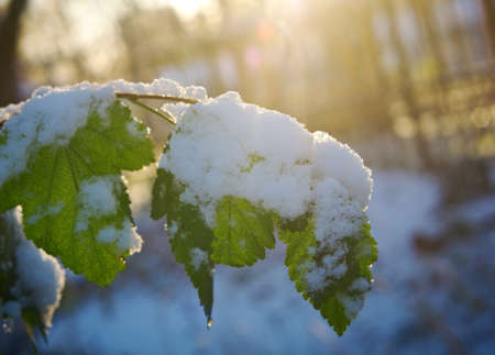 Brightly colored autumn leaves with dusting of frost.の写真素材