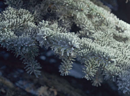 Winter frost on spruce tree  close-up .Shallow depth-of-field.の写真素材